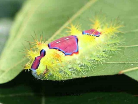 Slug Caterpillar Moth