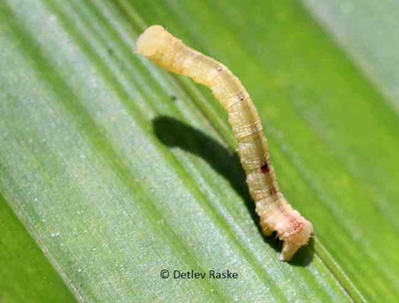 Moth or Butterfly Caterpillar