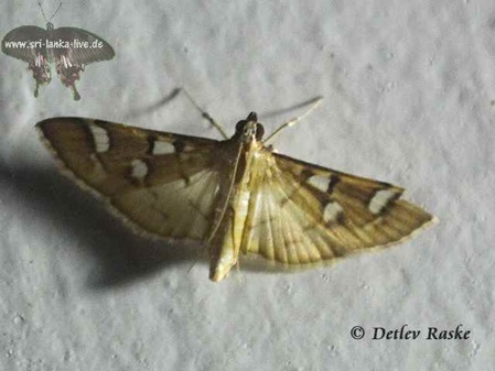 Moths Sri Lanka Motten - Cotachena histricalis