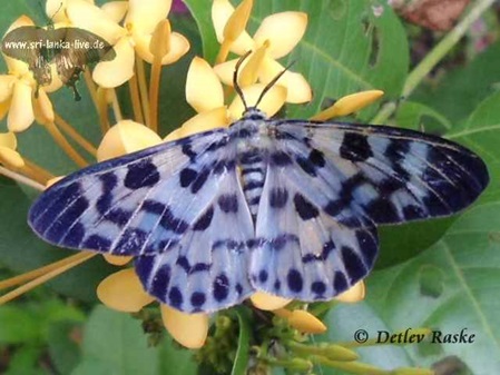 Blaue Tiger Motte Dysphania palmyra - Sri Lanka