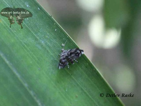 Moth - Motten - Brenthia coronigera - Metallmotte