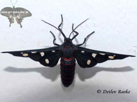 Indische Wespenmotte an der Flügelform erkennt man das Geschlecht