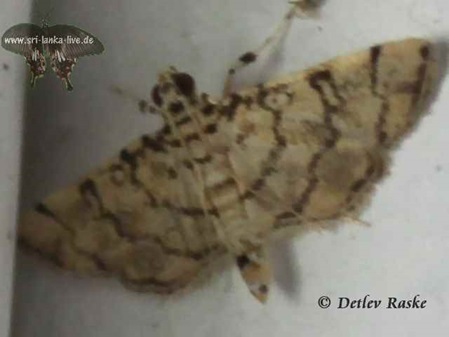 Lamprosema tampiusalis in Sri Lanka