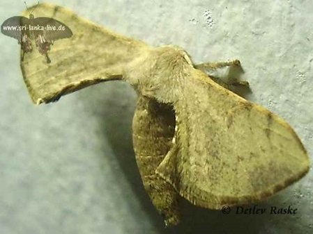 ungewöhnliche Motte lat. Trilocha varians