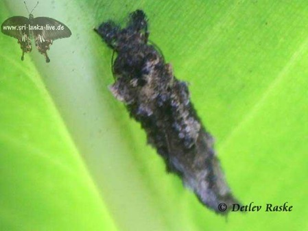 kleine Motte - little moth