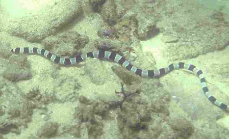 Noch ein Schlangenaal diese Art imitiert eine sehr giftig Seeschlange