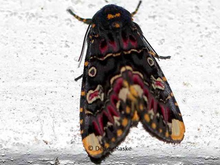 Noctuidae - Eulenfalter - Polytela gloriosae