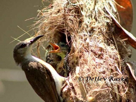Weibchen Ceylon Nektarvogel am Nest