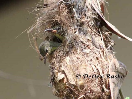 neugierige Jungvögel im Nest