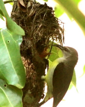 Ceylon Nektarvogel - Nectarinia zeylonica Weibchen beim füttern am Nest