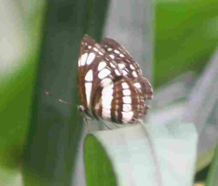 Schmetterlinge Sri Lanka - Kastanienbrauner Gestreifter Seemann