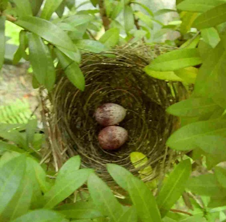 2 Eier im Nest des Brauenbülbüls