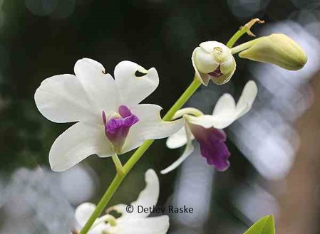 Orchideeblüten weiß lila