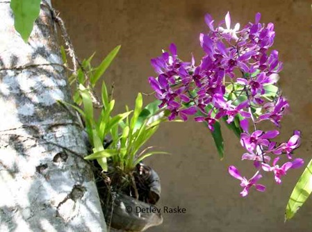 Orchidee in Kokosschale am Baum