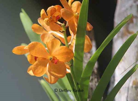 Eine Orchidee mit orangebrauner Blüte
