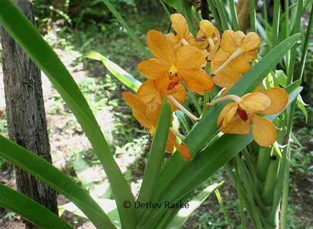 orange Orchidee