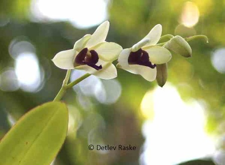 Orchideenblüten weiß braun