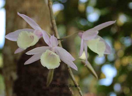 Orchidee Pastellfarben