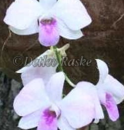 Sri Lanka Orchideen