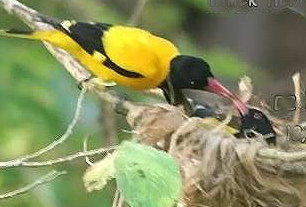 Birds Sri Lanka Vögel - Schwarkopfpirol beim Küssen?