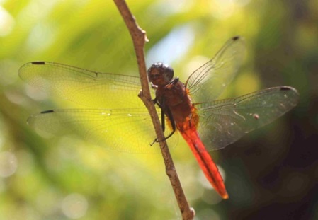 rot schwarze Libelle in Sri Lanka