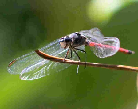 Sri Lanka Dragonflies - Libelle sitzt zum sonnenbaden auf einen Zweig