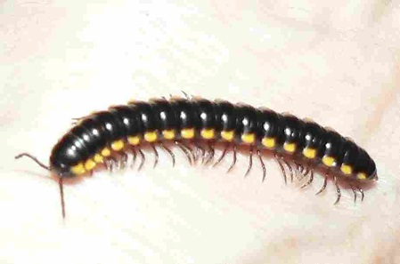 Milipede Orthomorpha coarctata