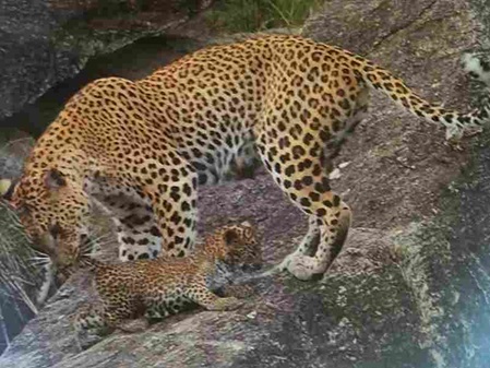 Sri Lanka Leopard mit Jungtier
