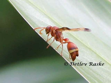 Wespe Ropalidia marginata in Sri Lanka