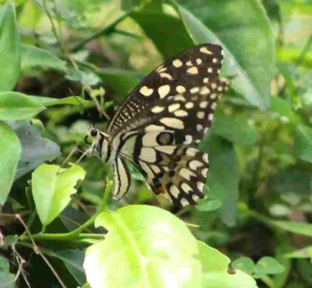 Lime Butterfly - Papilio demoleus