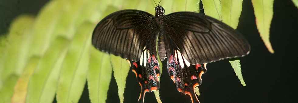 gemeiner Mormone - Papilio polytes