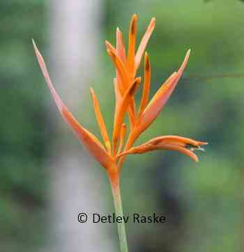 leuchtend orange Blüte