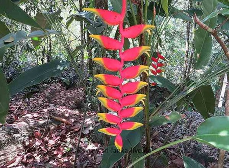 gelb rote Heliconia Art