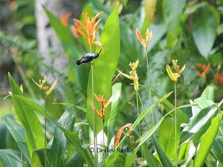 Nektarvogel an Heliconia psittacorum