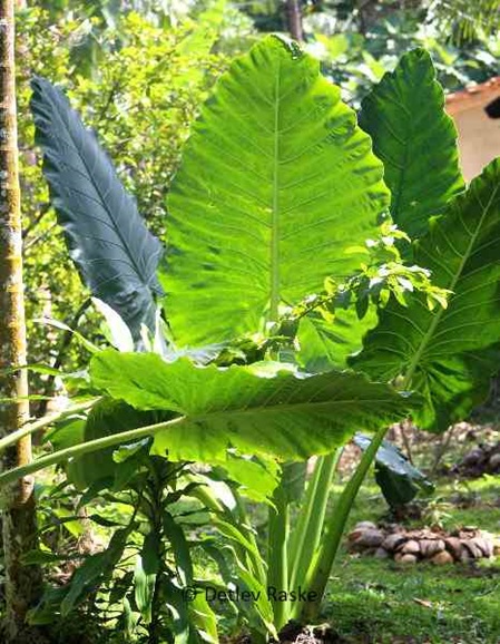 Elephant Ear Plant