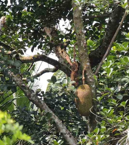 Artocarpus-heterophyllus - Jackfruchtbaum