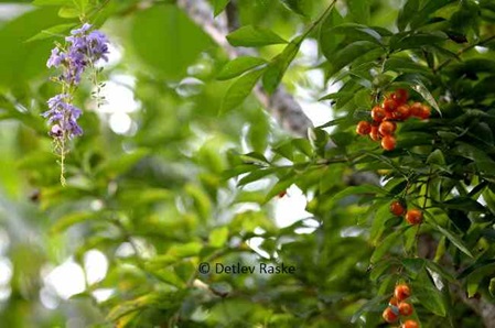 Strauch mit blauen Blüten