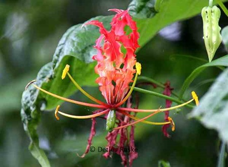 falsche Orchidee - Gloriosa superba