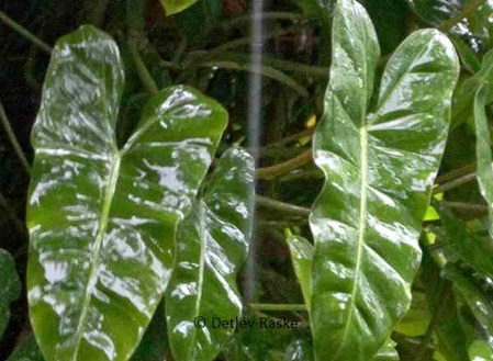 Blätter von Philodendron eximium