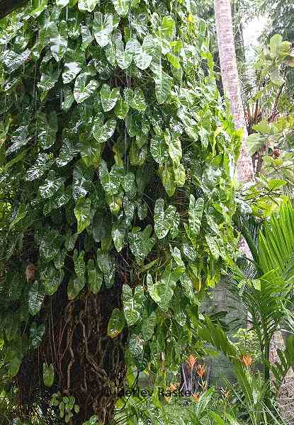 Philodendron eximium