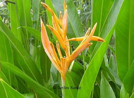 große orange Blüte (Heliconia)