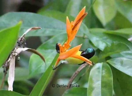 Nektarvogel an Heliconia Blüte