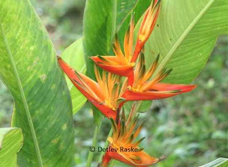 leuchtend orange rote Blüte Heliconia psittacorum