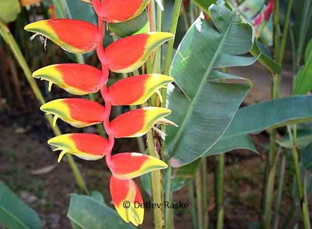 Heliconia rostrada tolle Farbe