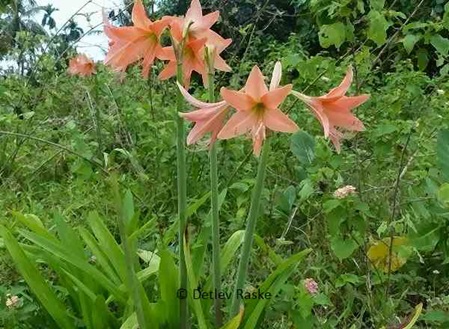 Amaryllis wild lachsfarben