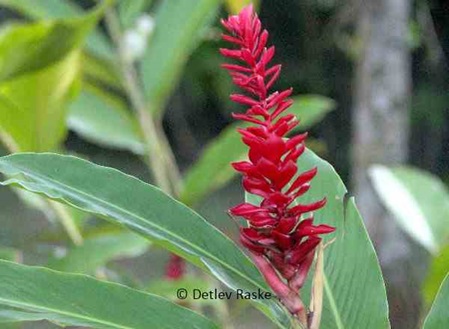 schöne große rote Blüte