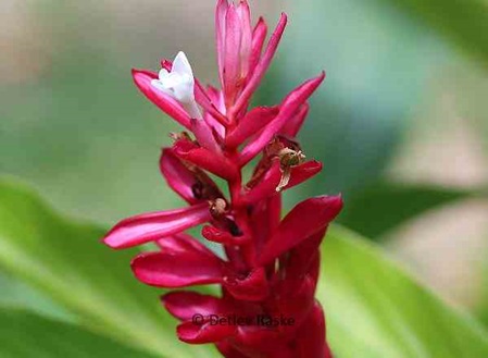 Alpinia purpurata