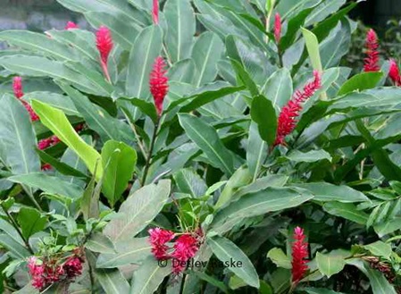 rote Blüten Ingwergewächs