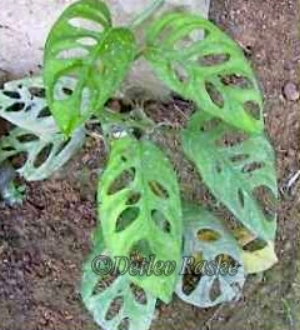 Grünpflanze in Sri Lanka