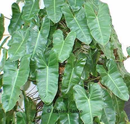 Philodendron eximium überwuchern alles wenn man sie lässt.